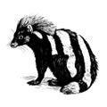 skunk vector drawing. Isolated hand drawn, engraved style illustration