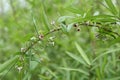 Skunk vine Paederia scandens flowers Royalty Free Stock Photo