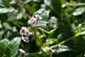 Skunk vine (Paederia scandens) flowers. Rubiaceae perennial vine, native to Japan. Royalty Free Stock Photo