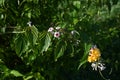 Skunk vine (Paederia scandens) flowers. Rubiaceae perennial vine, native to Japan. Royalty Free Stock Photo