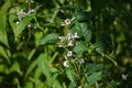 Skunk vine (Paederia scandens) flowers. Rubiaceae perennial vine, native to Japan. Royalty Free Stock Photo