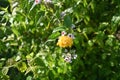 Skunk vine (Paederia scandens) flowers. Rubiaceae perennial vine, native to Japan. Royalty Free Stock Photo