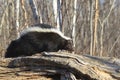 Skunk walking on log Royalty Free Stock Photo