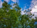 The sky above the tree in the forest