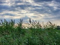 Sky accenting tall grass Royalty Free Stock Photo