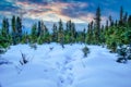 The Sky Amongst the Trees Royalty Free Stock Photo