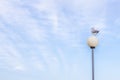 Sky background with white seagull Royalty Free Stock Photo