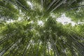 Sky through Bamboo foliage Japan