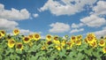 Sky Beautiful yellow sunflowers