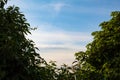 The sky behind the leaves