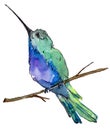 Sky bird blue colibri in a wildlife by watercolor style isolated.