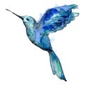 Sky bird blue colibri in a wildlife by watercolor style isolated.