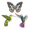 Sky bird colibri anf butterfly in a wildlife by watercolor style isolated.