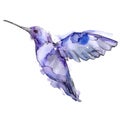Sky bird colibri in a wildlife isolated. Watercolor background set. Isolated hummingbird illustration element.