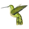 Sky bird colibri in a wildlife by watercolor style isolated.