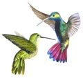 Sky bird colibri in a wildlife by watercolor style isolated.