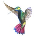 Sky bird colibri in a wildlife by watercolor style isolated.