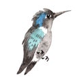 Sky bird colibri in a wildlife by watercolor style isolated.