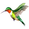 Sky bird colibri in a wildlife by watercolor style isolated.