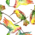 Sky bird colibri in a wildlife. Watercolor background illustration set. Seamless background pattern.