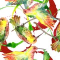 Sky bird colibri in a wildlife. Watercolor background illustration set. Seamless background pattern.