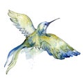 Sky bird colorful colibri in a wildlife by watercolor style isolated.