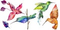 Sky bird colorful colibri in a wildlife by watercolor style isolated.