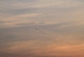Sky with birds around sunset time. Latvia, Vidzeme. Royalty Free Stock Photo