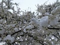 Sky, blossoms and snow Royalty Free Stock Photo