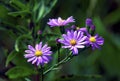 Sky-blue Aster 52168