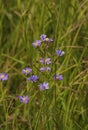 Sky-blue Aster 823601