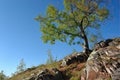 sky blue clear tree mountain top foliage green birch old cliff tree old mountain tree Royalty Free Stock Photo