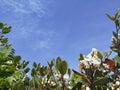 sky blue forestflowers