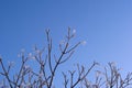 Sky Blue Hoarfrost Royalty Free Stock Photo