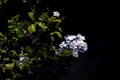 sky blue jasmine flowers. Plumbago, Sky Jasmine, Celestina - verdeesvida Royalty Free Stock Photo