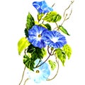 Sky blue morning glory isolated Royalty Free Stock Photo