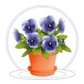 Sky Blue Pansies in Flowerpot