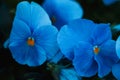 Sky blue Petunia flower macro Royalty Free Stock Photo