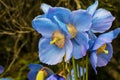 Sky-blue poppies. Royalty Free Stock Photo