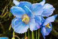 Sky-blue poppies. Royalty Free Stock Photo