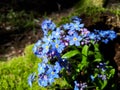 Sky-blue and purple spring-flowering plant - the wood forget-me-not flowers. Flower meaning - True and undying love, remembrance, Royalty Free Stock Photo