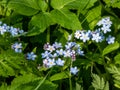 Sky-blue and purple spring-flowering plant - the wood forget-me-not flowers. Flower meaning - True and undying love, remembrance, Royalty Free Stock Photo