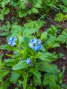 Sky-blue and purple spring-flowering plant - the wood forget-me-not flowers. Flower meaning - True and undying love, remembrance, Royalty Free Stock Photo