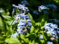 Sky-blue and purple spring-flowering plant - the wood forget-me-not flowers. Flower meaning - True and undying love, remembrance, Royalty Free Stock Photo