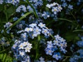 Sky-blue and purple spring-flowering plant - the wood forget-me-not flowers. Flower meaning - True and undying love, remembrance, Royalty Free Stock Photo