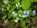 Sky-blue spring-flowering plant - the wood forget-me-not flowers (Myosotis sylvatica) Royalty Free Stock Photo