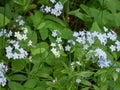 Wood forget-me-not flowers (Myosotis sylvatica) growing and flowering in the forest in Royalty Free Stock Photo