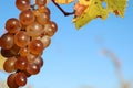 Sky, branch with a bunch of seedless grapes, natural food from a fruit tree Royalty Free Stock Photo