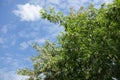 Sky and branches of blossoming black locust in May Royalty Free Stock Photo