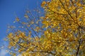 Sky and branches of Fraxinus pennsylvanica with yellow autumnal foliage in October